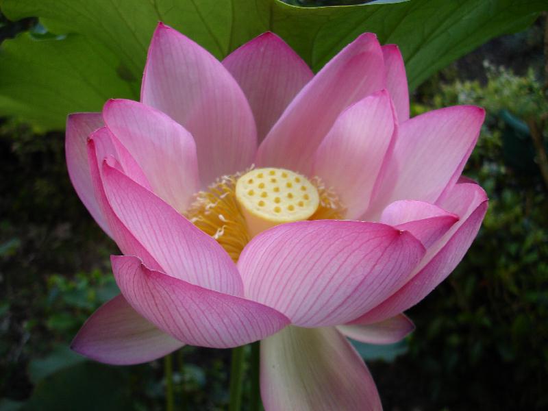 N. Betsy's Chinese Sacred Lotus